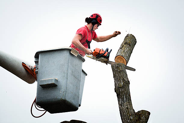 Best Tree Preservation Services  in Crestline, CA